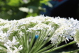 Thumbnail IMG_2158.JPG 