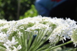 Thumbnail IMG_2159.JPG 