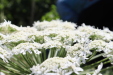 Thumbnail IMG_2160.JPG 