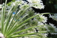 Thumbnail IMG_2162.JPG 