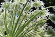 Thumbnail IMG_2163.JPG 