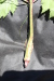 Thumbnail IMG_2168.JPG 