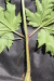 Thumbnail IMG_2169.JPG 