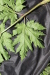 Thumbnail IMG_2174.JPG 