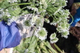Thumbnail IMG_2178.JPG 