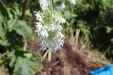 Thumbnail IMG_2180.JPG 