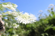 Thumbnail IMG_2182.JPG 