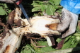 Thumbnail IMG_2184.JPG 