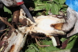 Thumbnail IMG_2185.JPG 