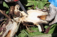 Thumbnail IMG_2186.JPG 