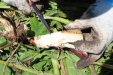 Thumbnail IMG_2189.JPG 