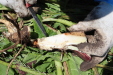 Thumbnail IMG_2190.JPG 