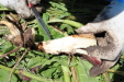 Thumbnail IMG_2191.JPG 