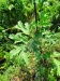 Thumbnail IMG20220706105928.jpg 