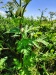 Thumbnail IMG20220706105931.jpg 