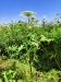 Thumbnail IMG20220706105938.jpg 