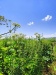 Thumbnail IMG20220706110052.jpg 