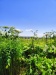 Thumbnail IMG20220706110054.jpg 