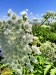 Thumbnail IMG20220706110101.jpg 