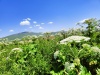 Thumbnail IMG20220706110130.jpg 