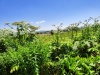 Thumbnail IMG20220706110132.jpg 