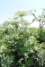 Thumbnail IMG_2208.JPG 