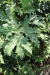 Thumbnail IMG_2210.JPG 