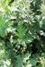 Thumbnail IMG_2211.JPG 