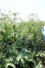 Thumbnail IMG_2216.JPG 