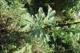 Thumbnail IMG_2219.JPG 