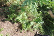 Thumbnail IMG_2220.JPG 