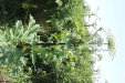 Thumbnail IMG_2221.JPG 