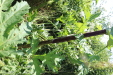 Thumbnail IMG_2222.JPG 