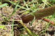 Thumbnail IMG_2223.JPG 
