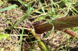 Thumbnail IMG_2224.JPG 
