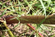 Thumbnail IMG_2225.JPG 