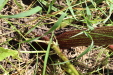 Thumbnail IMG_2226.JPG 