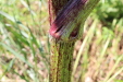 Thumbnail IMG_2227.JPG 