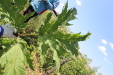 Thumbnail IMG_2228.JPG 