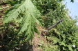 Thumbnail IMG_2229.JPG 