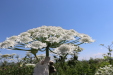 Thumbnail IMG_2231.JPG 