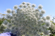 Thumbnail IMG_2232.JPG 