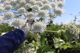 Thumbnail IMG_2233.JPG 