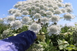 Thumbnail IMG_2234.JPG 