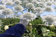 Thumbnail IMG_2235.JPG 
