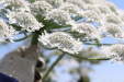 Thumbnail IMG_2236.JPG 
