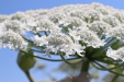 Thumbnail IMG_2237.JPG 