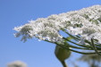 Thumbnail IMG_2238.JPG 