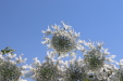 Thumbnail IMG_2239.JPG 