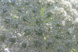 Thumbnail IMG_2240.JPG 